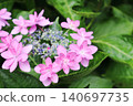 A close-up of a pink hydrangea flower in the rainy season. 140697735