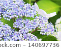 A close-up of a light blue hydrangea flower from the rainy season. 140697736
