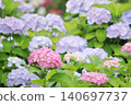 The hydrangeas in full bloom during the rainy season, in shades of pink and light purple. 140697737