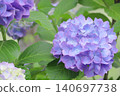 Purple hydrangea flowers in the rainy season 140697738