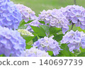 A close-up of hydrangea flowers in full bloom during the rainy season. 140697739