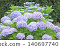 Hydrangeas in full bloom during the rainy season 140697740