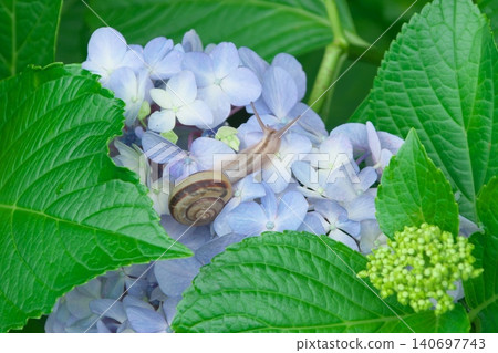 雨季景象：繡球花與蝸牛 140697743