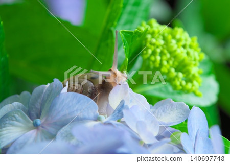 Images of the rainy season: hydrangeas and snails Images of the rainy season: hydrangeas and snails 140697748