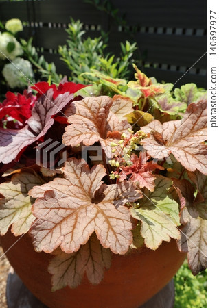 Heuchera and Heucherella planted together Heuchera and Heucherella planted together 140697977