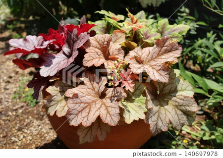 Heuchera and Heucherella planted together Heuchera and Heucherella planted together 140697978