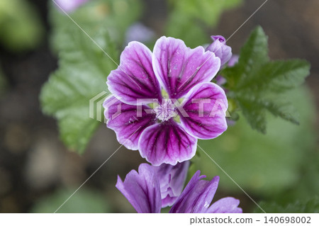 Close-up of bright purple mallow flowers blooming in a summer garden. Group of wild malva sylvestris blossoms with dark veins on petals, soft bokeh background. Detailed floral macro photography. Close-up of bright purple mallow flowers blooming in a summer garden. Group of wild malva sylvestris blossoms with dark veins on petals, soft bokeh background. Detailed floral macro photography. 140698002