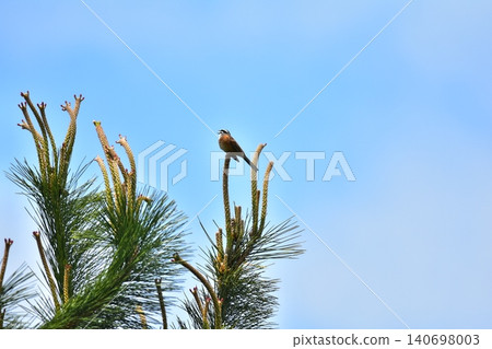 A bunting in a pine tree A bunting in a pine tree 140698003