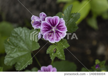 Close-up of bright purple mallow flowers blooming in a summer garden. Group of wild malva sylvestris blossoms with dark veins on petals, soft bokeh background. Detailed floral macro photography. Close-up of bright purple mallow flowers blooming in a summer garden. Group of wild malva sylvestris blossoms with dark veins on petals, soft bokeh background. Detailed floral macro photography. 140698004