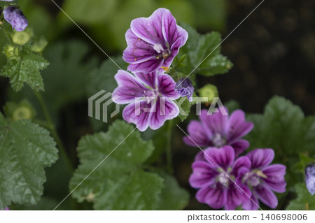 Bright purple mallow flowers blooming in a summer garden. Malva sylvestris blossoms with green leaves in a soft blurred background. Beautiful natural floral template for graphic design. Bright purple mallow flowers blooming in a summer garden. Malva sylvestris blossoms with green leaves in a soft blurred background. Beautiful natural floral template for graphic design. 140698006