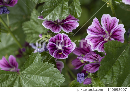 Bright purple mallow flowers blooming in a summer garden. Malva sylvestris blossoms with green leaves in a soft blurred background. Beautiful natural floral template for graphic design. Bright purple mallow flowers blooming in a summer garden. Malva sylvestris blossoms with green leaves in a soft blurred background. Beautiful natural floral template for graphic design. 140698007
