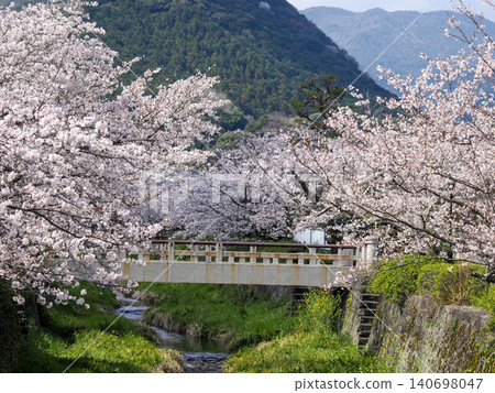 山口市/一坂川櫻花林 140698047