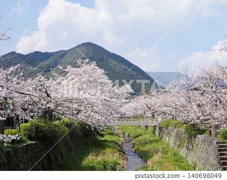 Yamaguchi City / Ichinozaka River Row of Cherry Blossom Trees Yamaguchi City / Ichinozaka River Row of Cherry Blossom Trees 140698049