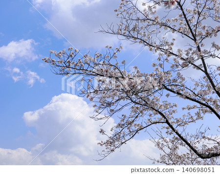 櫻花的風景 140698051