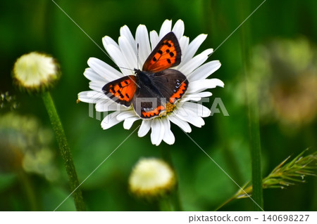 Copper butterfly Copper butterfly 140698227