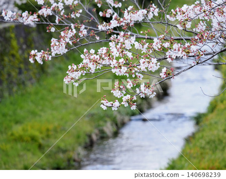 Yamaguchi City, Ichinosaka River and cherry blossom trees Yamaguchi City, Ichinosaka River and cherry blossom trees 140698239