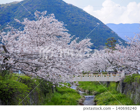 Yamaguchi City, Ichinosaka River and cherry blossom trees Yamaguchi City, Ichinosaka River and cherry blossom trees 140698240
