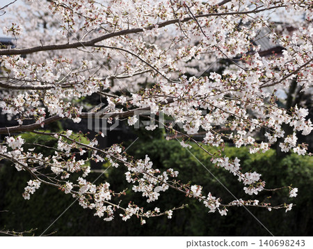 Scenery with cherry blossoms Scenery with cherry blossoms 140698243
