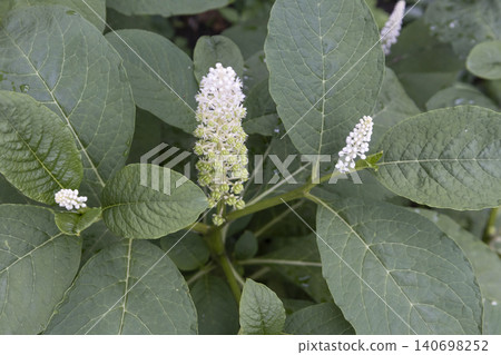 Close-up of American pokeweed (Phytolacca americana) blooming with white flower buds surrounded by large, textured green leaves in a garden. Top view of a young poisonous perennial plant. 140698252
