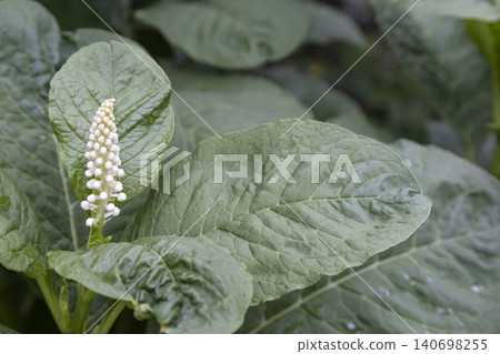 Close-up of American pokeweed (Phytolacca americana) blooming with white flower buds surrounded by large, textured green leaves in a garden. Top view of a young poisonous perennial plant. Close-up of American pokeweed (Phytolacca americana) blooming with white flower buds surrounded by large, textured green leaves in a garden. Top view of a young poisonous perennial plant. 140698255