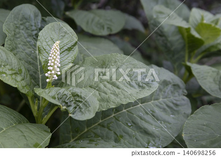 Close-up of American pokeweed (Phytolacca americana) blooming with white flower buds surrounded by large, textured green leaves in a garden. Top view of a young poisonous perennial plant. Close-up of American pokeweed (Phytolacca americana) blooming with white flower buds surrounded by large, textured green leaves in a garden. Top view of a young poisonous perennial plant. 140698256
