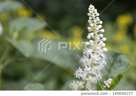 Macro of white American pokeweed (Phytolacca americana) flowers blooming on stem with soft blurred green leaves background. Close-up of perennial botanical plant with copy space. Macro of white American pokeweed (Phytolacca americana) flowers blooming on stem with soft blurred green leaves background. Close-up of perennial botanical plant with copy space. 140698257