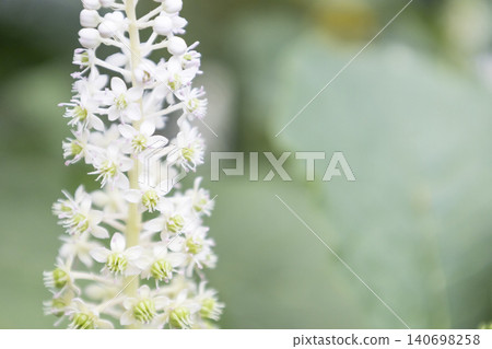 Macro of white American pokeweed (Phytolacca americana) flowers blooming on stem with soft blurred green leaves background. Close-up of perennial botanical plant with copy space. 140698258
