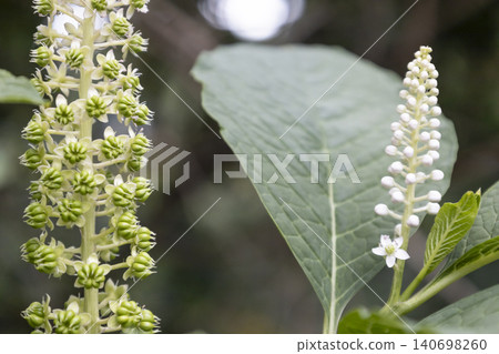 Close-up of American pokeweed (Phytolacca americana) blooming with white flower buds surrounded by large, textured green leaves in a garden. Top view of a young poisonous perennial plant. Close-up of American pokeweed (Phytolacca americana) blooming with white flower buds surrounded by large, textured green leaves in a garden. Top view of a young poisonous perennial plant. 140698260