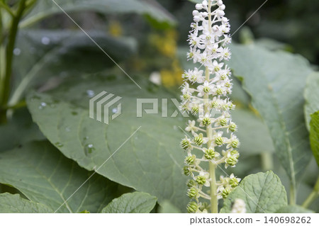Macro of white American pokeweed (Phytolacca americana) flowers blooming on stem with soft blurred green leaves background. Close-up of perennial botanical plant with copy space. Macro of white American pokeweed (Phytolacca americana) flowers blooming on stem with soft blurred green leaves background. Close-up of perennial botanical plant with copy space. 140698262