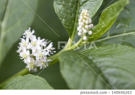 Close-up of American pokeweed (Phytolacca americana) blooming with white flower buds surrounded by large, textured green leaves in a garden. Top view of a young poisonous perennial plant. Close-up of American pokeweed (Phytolacca americana) blooming with white flower buds surrounded by large, textured green leaves in a garden. Top view of a young poisonous perennial plant. 140698263