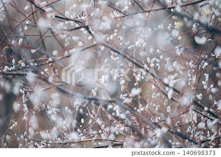 Blooming willow tree, many white catkins on branches. Spring in countryside, catkins on willow bush, toned photo 140698373