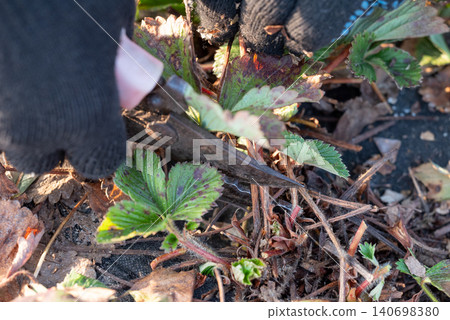 Cutting old and dead strawberry leaves in the garden. Hands of a man cutting of dry ill leaves in spring before vegetation Cutting old and dead strawberry leaves in the garden. Hands of a man cutting of dry ill leaves in spring before vegetation 140698380
