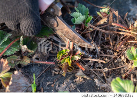 Preparing strawberry garden before new season. Cutting old dry and ill strawberry leaves from bushes Preparing strawberry garden before new season. Cutting old dry and ill strawberry leaves from bushes 140698382