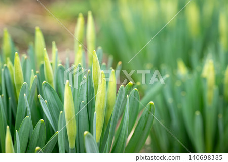 Leaves of young green narcissus plants and buds in spring. Close up of jonquil yellow flowers in buds before blooming Leaves of young green narcissus plants and buds in spring. Close up of jonquil yellow flowers in buds before blooming 140698385