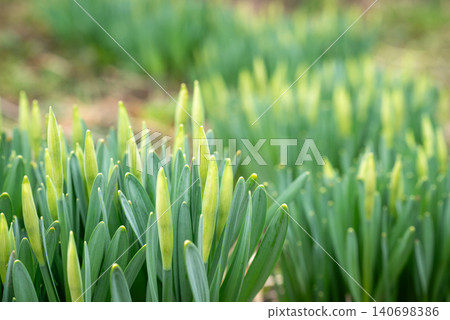 Green leaves of narcissus flowers, close up. Buds of narcissus plant, going to bloom in an early spring Green leaves of narcissus flowers, close up. Buds of narcissus plant, going to bloom in an early spring 140698386