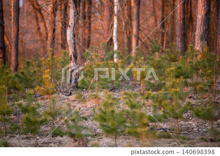 Small young pine trees in the woods on a sunset. Trees nursery, forestry renewing fir plants in the forest Small young pine trees in the woods on a sunset. Trees nursery, forestry renewing fir plants in the forest 140698398