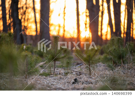 Tree nursery with small pines with beautiful sunset on the background. Seedlings of fir tree planted by humans to renew natural ecosystems, forestry concept Tree nursery with small pines with beautiful sunset on the background. Seedlings of fir tree planted by humans to renew natural ecosystems, forestry concept 140698399