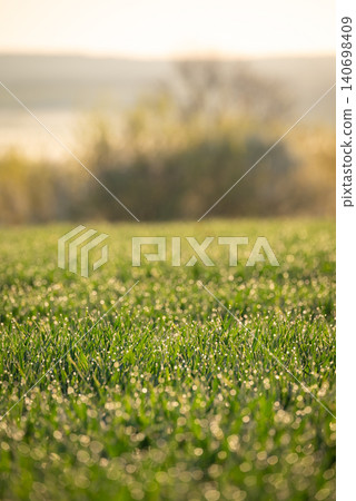 Green grass with dew and sun rays on it, close up, soft focus. Picture of fresh young grass in the meadow, drops of water and soft sunlight on a beautiful spring morning 140698409