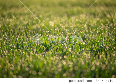 Drops of water on young fresh grass during sunrise, close up. Photo of green grass, sun rays lighten the dew, blurred drops and bokeh on the background 140698410