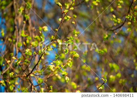 Branches of the tree with young light green leaves, close up. Bright sunny day in spring, nature wakes up, the warmth spreads out 140698411
