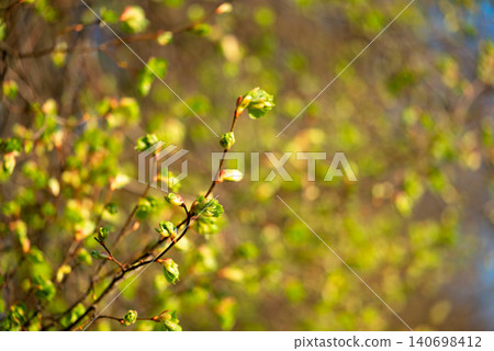 Tree buds open and young leaves on the branches. Close up of small green leaves on a beautiful bright sunny day in early spring 140698412