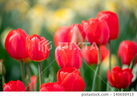 Close up of bright red tulips in full bloom. Green leaves and yellow narcissus flowers on the background, bright red tulips on foreground, concept of spring and beauty of nature 140698413