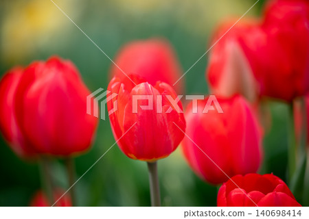 Vibrant red tulips in bloom, close up. Beautiful colorful spring, first flowers of the year, concept of nature and gardening 140698414