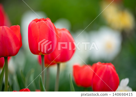 Red tulips in full bloom, close up. White and yellow narcissus flowers and green leaves on the background, red tulips on foreground, gardening in spring concept Red tulips in full bloom, close up. White and yellow narcissus flowers and green leaves on the background, red tulips on foreground, gardening in spring concept 140698415