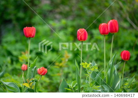 Red tulips in full bloom, many green plants around them. Garden in spring, bright colours of nature, concept of beauty of flowers Red tulips in full bloom, many green plants around them. Garden in spring, bright colours of nature, concept of beauty of flowers 140698417