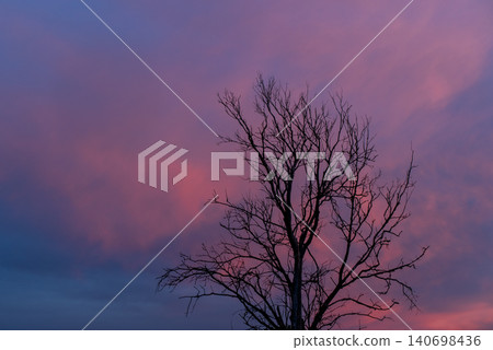 Top of a dry tree on the background of beautiful pink and blue sky. Evening on nature, calm life, beauty of the sunset concept Top of a dry tree on the background of beautiful pink and blue sky. Evening on nature, calm life, beauty of the sunset concept 140698436