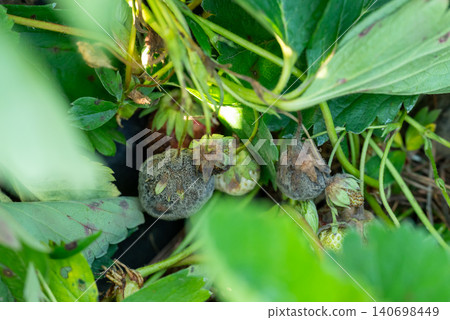 Close up rotten strawberries growing outdoors. Black fungi mold on surface of the strawberries, plant illnesses concept 140698449