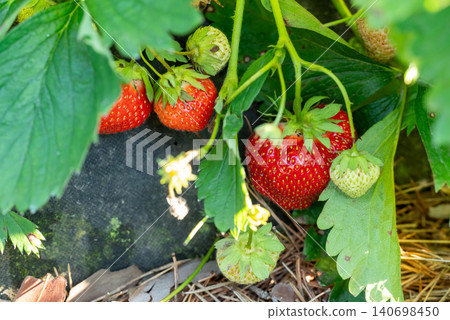 Ripe red strawberries in the garden, close up. Strawberry growing on the agrofiber outdoors, concept of gardening, fresh healthy food Ripe red strawberries in the garden, close up. Strawberry growing on the agrofiber outdoors, concept of gardening, fresh healthy food 140698450