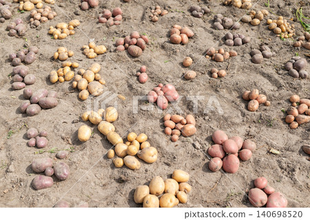 Rows of harvested potato on the ground. Harvest of potato at home, different colour of digged out from the ground potato Rows of harvested potato on the ground. Harvest of potato at home, different colour of digged out from the ground potato 140698520
