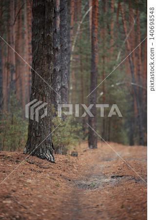 Pine tree in forest in Autumn. Moody dark photo of pine forest in rainy fall weather 140698548